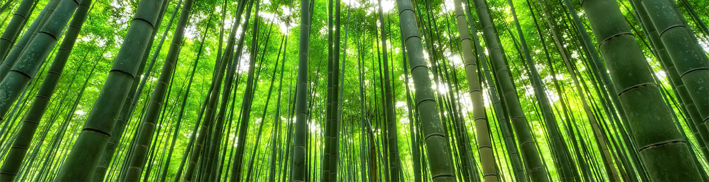 bamboo